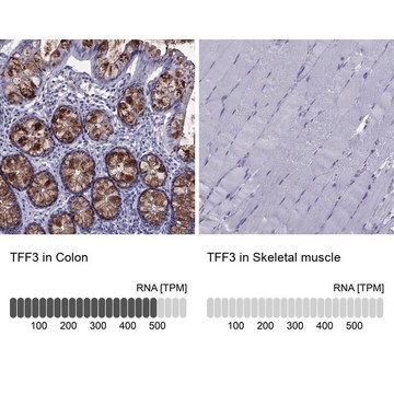 Anti-TFF3 antibody produced in rabbit Prestige Antibodies&#174; Powered by Atlas Antibodies, affinity isolated antibody, buffered aqueous glycerol solution