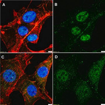 Anti-p-PKC&#946; (Ser660) Antibody, clone 2C11 ZooMAb&#174; Rabbit Monoclonal recombinant, expressed in HEK 293 cells