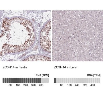 Anti-ZC3H14 antibody produced in rabbit Prestige Antibodies&#174; Powered by Atlas Antibodies, affinity isolated antibody, buffered aqueous glycerol solution