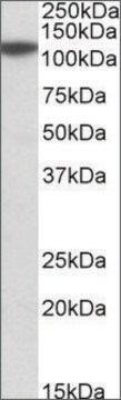 Anti-MTHFD1L antibody produced in goat affinity isolated antibody, buffered aqueous solution