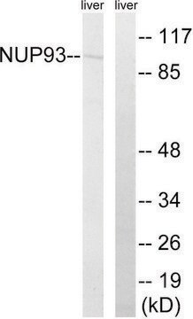 Anti-NUP93 antibody produced in rabbit affinity isolated antibody