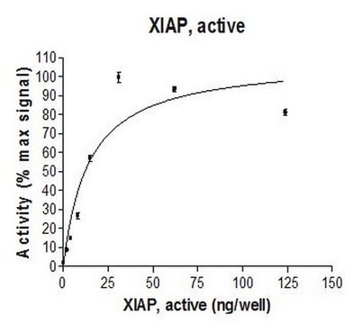 XIAP, active