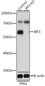 Anti-IRF3 antibody produced in rabbit