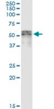 Monoclonal Anti-SCLY antibody produced in mouse clone 3B2, purified immunoglobulin, buffered aqueous solution