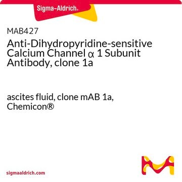 Anti-Dihydropyridine-sensitive Calcium Channel &#945; 1 Subunit Antibody, clone 1a ascites fluid, clone mAB 1a, Chemicon&#174;