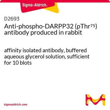 Anti-phospho-DARPP32 (pThr75) antibody produced in rabbit affinity isolated antibody, buffered aqueous glycerol solution, sufficient for 10&#160;blots