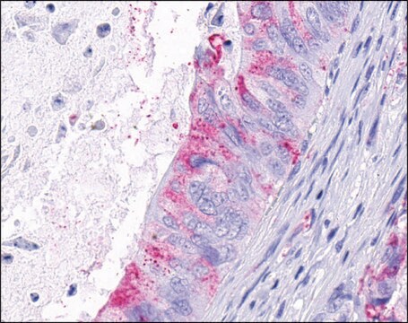 Anti-GPR124 antibody produced in rabbit affinity isolated antibody