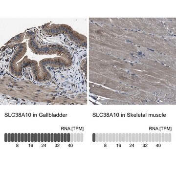 Anti-SLC38A10 antibody produced in rabbit Prestige Antibodies&#174; Powered by Atlas Antibodies, affinity isolated antibody, buffered aqueous glycerol solution, Ab1