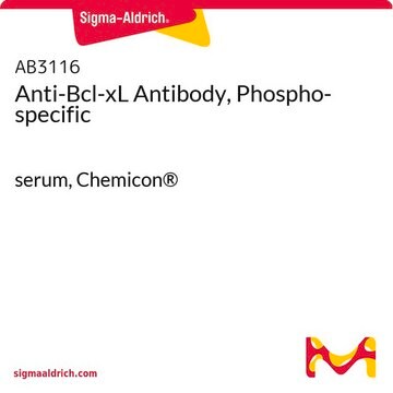 Anti-Bcl-xL Antibody, Phospho-specific serum, Chemicon&#174;