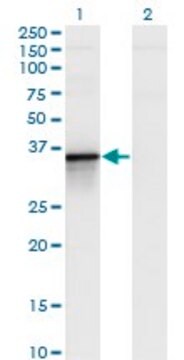 Monoclonal Anti-BCL2L14 antibody produced in mouse clone 1D11, purified immunoglobulin, buffered aqueous solution