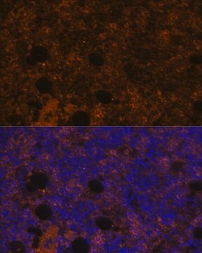 Anti-CD11B antibody produced in rabbit