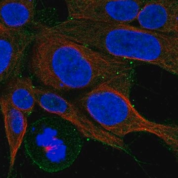 Anti-Cckbr Antibody Produced In Rabbit Prestige Antibodies&#174; Powered by Atlas Antibodies, affinity isolated antibody, buffered aqueous glycerol solution