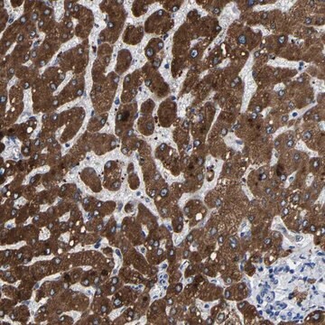 Anti-CCDC171 antibody produced in rabbit Prestige Antibodies&#174; Powered by Atlas Antibodies, affinity isolated antibody, buffered aqueous glycerol solution, Ab1