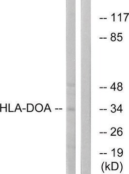 Anti-HLA-DOA antibody produced in rabbit affinity isolated antibody