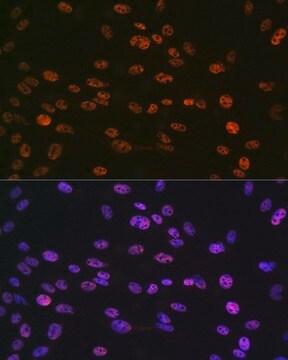 Anti-Phospho-Histone H3-S10 antibody produced in rabbit