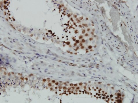 Monoclonal Anti-HMGB2 antibody produced in mouse clone 3E5, purified immunoglobulin, buffered aqueous solution