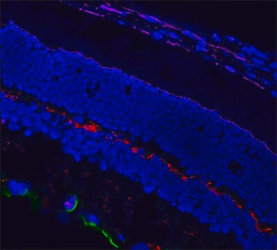 Anti-Mouse IgG (H+L), CF&#8482;568 F(ab&#8242;)2 fragment of antibody produced in goat ~2&#160;mg/mL, affinity isolated antibody, buffered aqueous solution