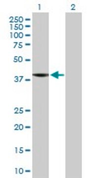 Anti-C8ORF76 antibody produced in mouse purified immunoglobulin, buffered aqueous solution