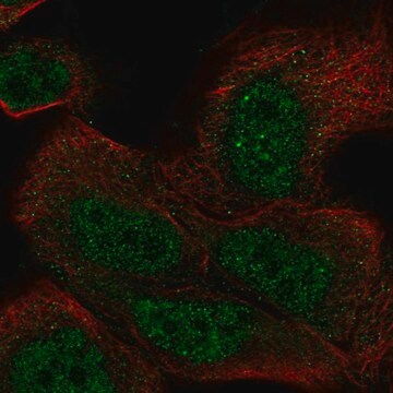 Anti-Dhx36 Antibody Produced In Rabbit Prestige Antibodies&#174; Powered by Atlas Antibodies, affinity isolated antibody, buffered aqueous glycerol solution