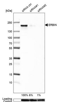 Anti-ERBIN antibody produced in rabbit Prestige Antibodies&#174; Powered by Atlas Antibodies, affinity isolated antibody, buffered aqueous glycerol solution