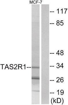 Anti-TAS2R1 antibody produced in rabbit affinity isolated antibody