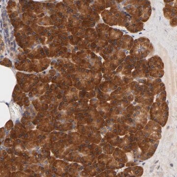 Anti-RPS29 antibody produced in rabbit Prestige Antibodies&#174; Powered by Atlas Antibodies, affinity isolated antibody, buffered aqueous glycerol solution