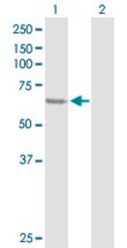 Anti-SESN1 antibody produced in rabbit purified immunoglobulin, buffered aqueous solution