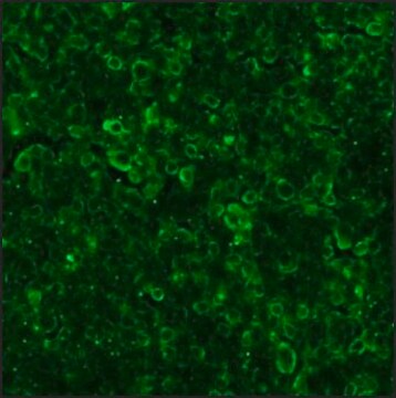 Anti-Goat IgG (whole molecule)–FITC antibody produced in rabbit affinity isolated antibody, buffered aqueous solution