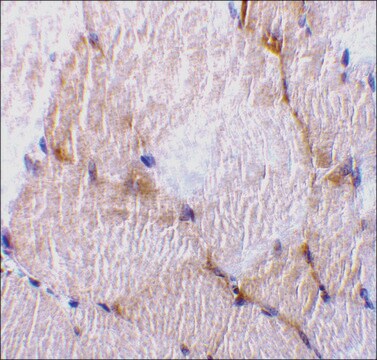 Anti-Caspase-7 (ab2) antibody produced in rabbit affinity isolated antibody, buffered aqueous solution