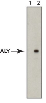 Anti-Aly antibody, Mouse monoclonal clone 11G5, purified from hybridoma cell culture