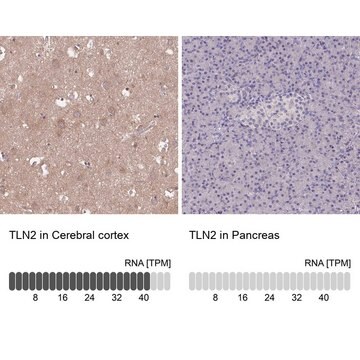 Anti-TLN2 Prestige Antibodies&#174; Powered by Atlas Antibodies, affinity isolated antibody