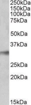 Anti-NEK7 (C-terminal) antibody produced in goat affinity isolated antibody, buffered aqueous solution