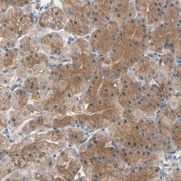 Anti-CDC42EP1 antibody produced in rabbit Prestige Antibodies&#174; Powered by Atlas Antibodies, affinity isolated antibody, buffered aqueous glycerol solution