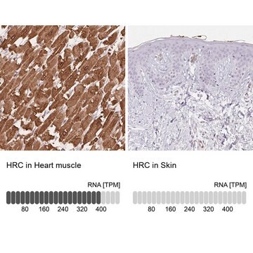 Anti-HRC antibody produced in rabbit Prestige Antibodies&#174; Powered by Atlas Antibodies, affinity isolated antibody, buffered aqueous glycerol solution