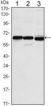 Monoclonal Anti-ESR1 antibody produced in mouse clone 6B6, ascites fluid