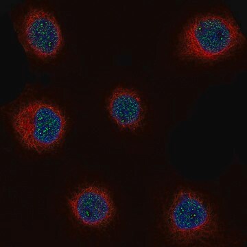 Monoclonal Anti-CCND1 antibody produced in mouse Prestige Antibodies&#174; Powered by Atlas Antibodies, clone CL12323, purified immunoglobulin, buffered aqueous glycerol solution