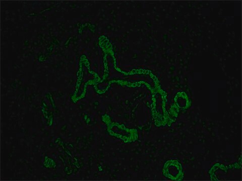 Anti-Mouse IgG (Fc specific) F(ab&#8242;)2 fragment&#8722;FITC antibody produced in goat affinity isolated antibody, buffered aqueous solution