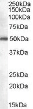 Anti-Dead-box protein 6 antibody produced in goat affinity isolated antibody, buffered aqueous solution