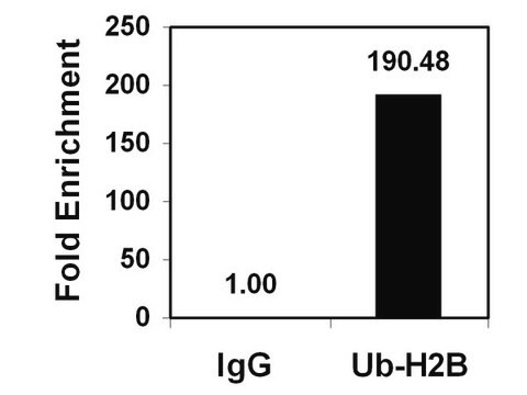 ChIPAb+ Ubiquityl-Histone H2B - ChIP Validated Antibody and Primer Set clone 56, from mouse, purified by using protein G