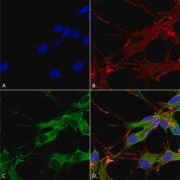 Monoclonal Anti-Fgfa/Fhfa - Atto 390 antibody produced in mouse clone S235-22, purified immunoglobulin