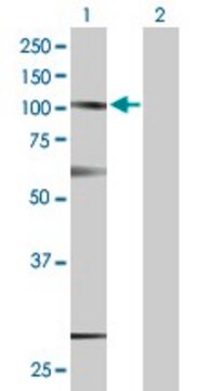 Anti-SUSD2 antibody produced in mouse purified immunoglobulin, buffered aqueous solution