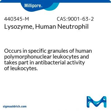 Lysozyme, Human Neutrophil Occurs in specific granules of human polymorphonuclear leukocytes and takes part in antibacterial activity of leukocytes.