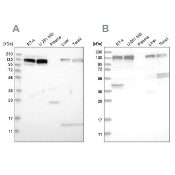 Anti-ERC1 antibody produced in rabbit Prestige Antibodies&#174; Powered by Atlas Antibodies, affinity isolated antibody, buffered aqueous glycerol solution, Ab1