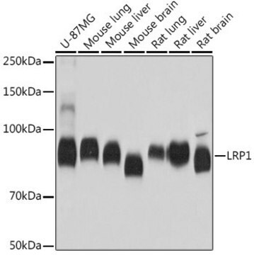 Anti-LRP1 antibody produced in rabbit