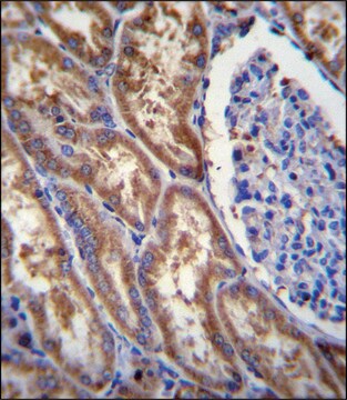 ANTI-EXOC3L (C-TERM) antibody produced in rabbit IgG fraction of antiserum, buffered aqueous solution