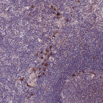 Anti-LTB antibody produced in rabbit Prestige Antibodies&#174; Powered by Atlas Antibodies, affinity isolated antibody, buffered aqueous glycerol solution