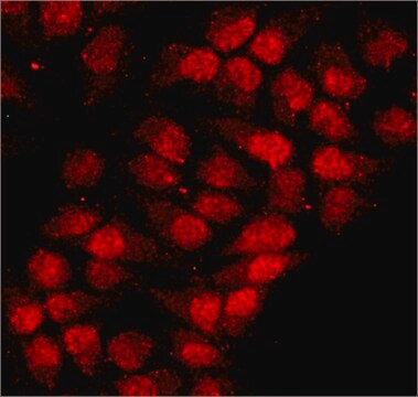 Anti-hnRNP-A1 antibody, Mouse monoclonal clone 9H10, purified from hybridoma cell culture