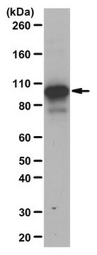 Anti-trimethyl STAT3 (Lys180) Antibody from rabbit, purified by affinity chromatography