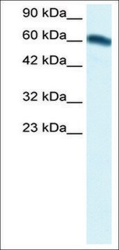 Anti-FOXC2 (AB2) antibody produced in rabbit IgG fraction of antiserum