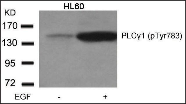 Anti-phospho-PLCG1 (pTyr783) antibody produced in rabbit affinity isolated antibody